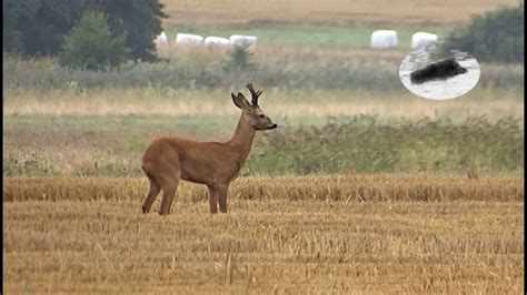 Hunting medal roebuck in August - how to call in roebucks #3 - YouTube