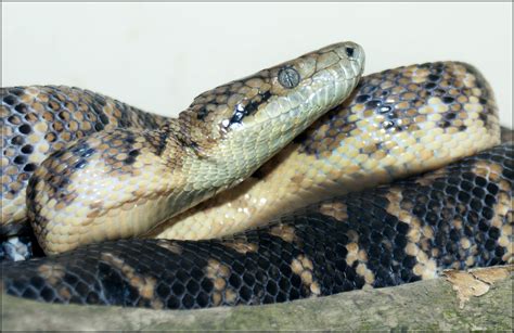 Boa (Jamaican) - Dudley Zoo and Castle