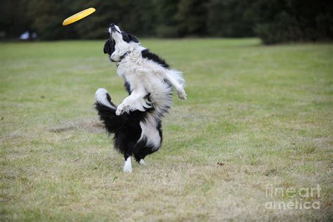 Border Collie With Frisbee Photograph by John Daniels | Fine Art America