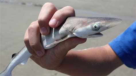 How Shark Week screws scientists - The Verge