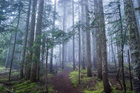 Elk Mountain Photo | Hiking Photo Contest | Vancouver Trails