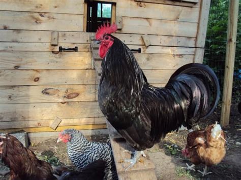 Jersey Black Giant Rooster - now that is a handsome boy! | Chickens ...