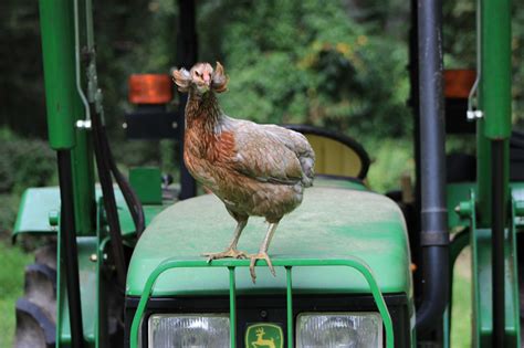 Rumpless Tufted Araucana – The Pasture Farms