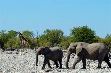 Etosha Safari Lodge - Etosha National Park Namibia