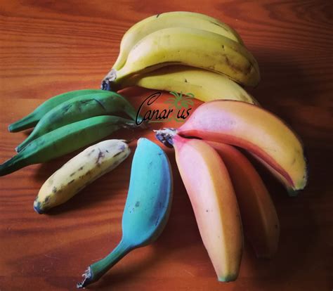 A Rainbow of Bananas in 2021 | Banana, How to grow bananas, Musa banana