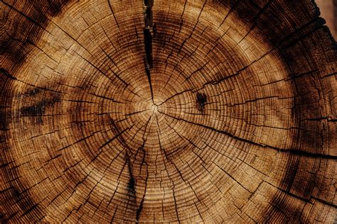 Round brown stump, Trunk, Tree, Texture HD wallpaper | Wallpaper Flare