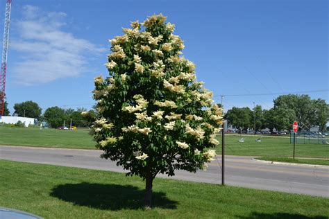 Japanese Tree Lilac is a late spring blooming ornamental tree.