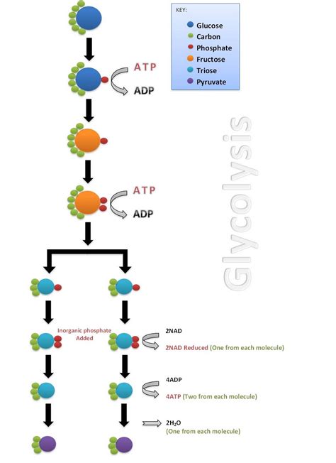 Stages of Glycolysis | Science Decoder