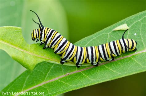 The Meditative Gardener: Monarch Butterfly Caterpillars