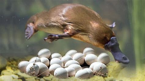 an animal jumping over some eggs in the water