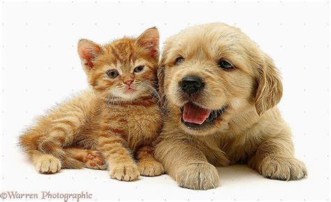 Cute Puppies Kittens Hd Wallpaper | Best HD Wallpapers