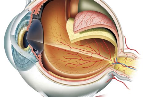 ¿Cómo funciona el ojo humano? | Explora | Univision