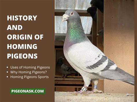 Homing Pigeon: History And Breed Guide - Pigeon Ask