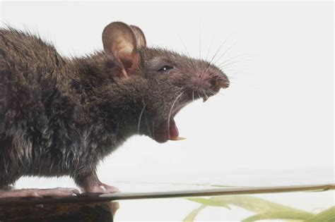 Rat infestation: 160 million super vermin are expected in the UK ...