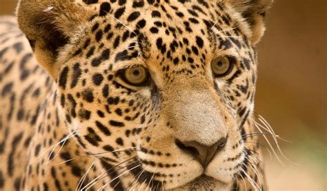 Jaguar (Big Cat) - Facts, Information & Pictures