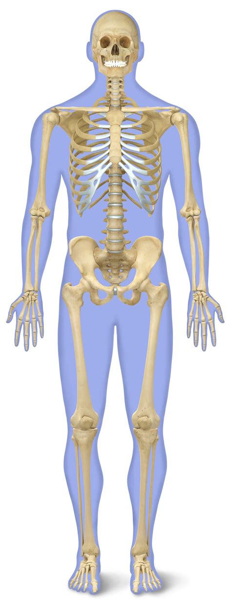 Human Skeleton for Kids | Human Body Skeleton | DK Find Out