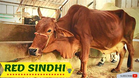 RED SINDHI COW|| DESI COW||HIGH MILK CAPACITY|| - YouTube