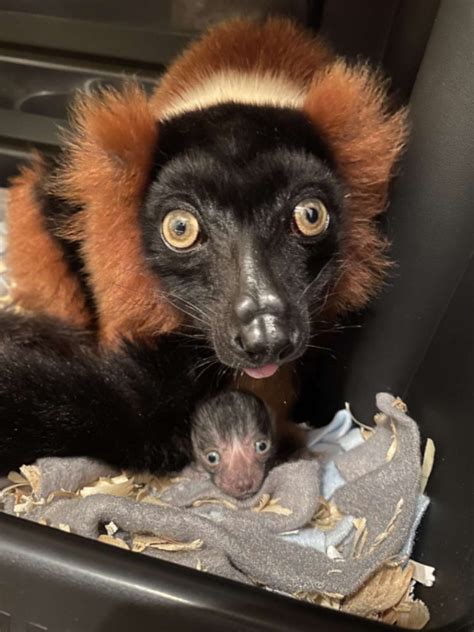 Critically Endangered Red Ruffed Lemur Born - The Lemur Conservation ...