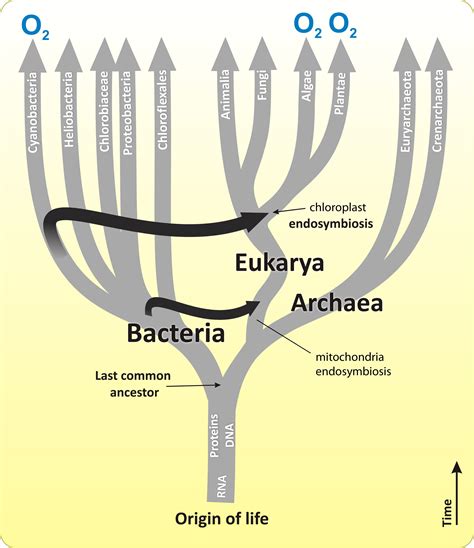 Eukaryotes and their Origins | Organismal Biology