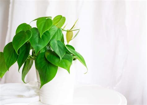 14 Best Hanging Indoor Plants For the Bathroom - Green Garden Cottage