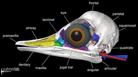 Bird Skull Anatomy