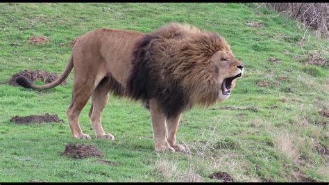 Lions Roaring Compilation (2) - YouTube