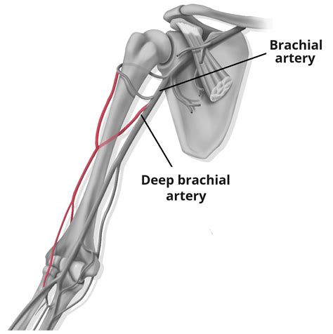 Profunda Brachii Artery - Course - Supply - TeachMeAnatomy