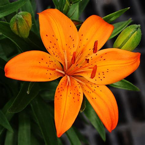 Lilium Asiatica 'Orange Joy', Asiatic Lily 'Orange Joy' in GardenTags ...