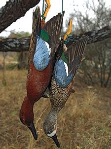 Teal Hunting Strategies - Wildfowl