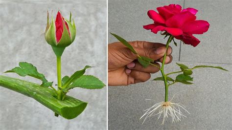 How to grow rose from flower buds – growing red roses - GardenInBloom.com