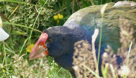 The Wonders of New Zealand - Coates Wildlife Tours