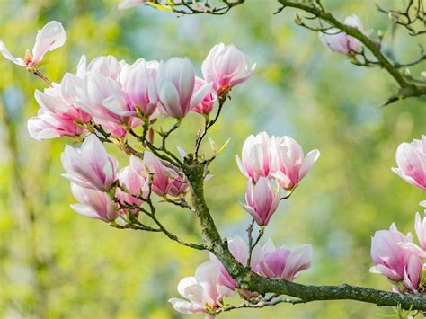 Magnolia Tree Care - How To Grow Healthy Magnolia Trees