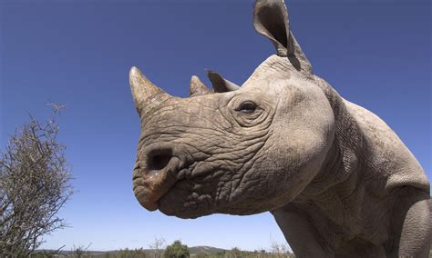 Black_rhino_GPN257587_Species | Photos | WWF