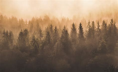 trees, brown, forest, nature, mist, beige, HD Wallpaper | Rare Gallery