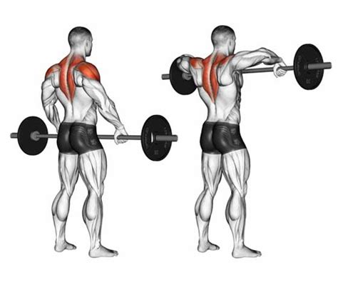 Exercises for Trapezius Muscle Relief - An Tâm