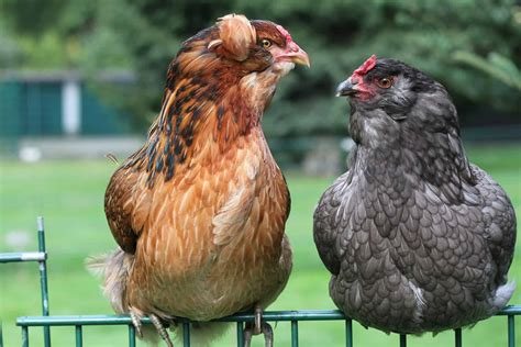 Araucana Chickens: All You Need to Know About Them