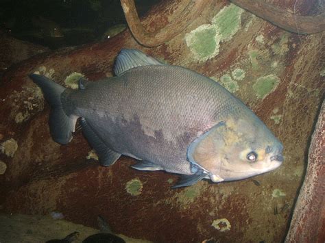 Testicle-Eating Pacu Fish Caught in Michigan