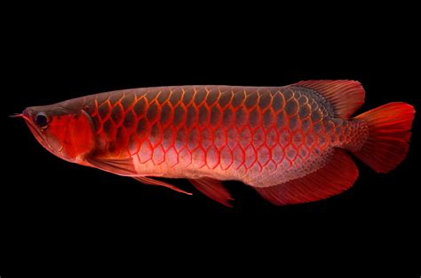 Learn About Arowana Or Dragon Fish From Emily Voigt S Book