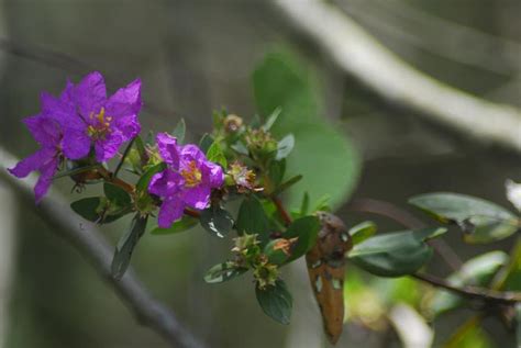 Wild flower of the Cerrado Photograph by Klaus Gerstenmayer - Fine Art ...