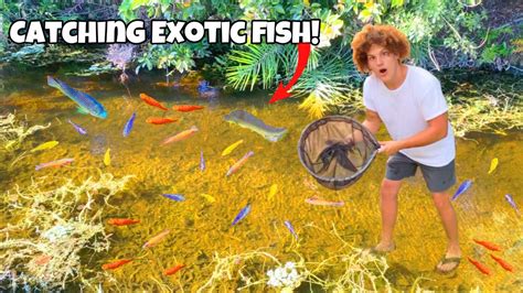 I Found A CREEK Filled With Exotic AQUARIUM FISH! - YouTube