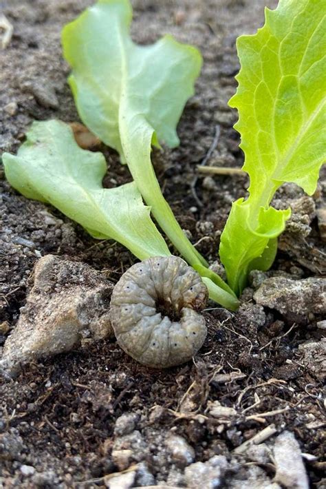 How to Identify and Control Cutworms | Gardener’s Path