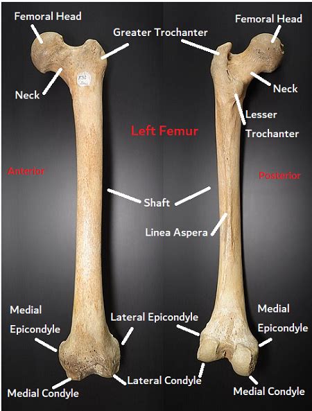 Human Femur Bones