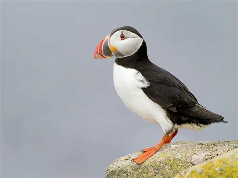 Where Do Puffins Live? (Habitat, Range + Distribution) | Birdfact