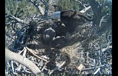 Mom Nurtures Growing Bald Eagle Chicks On Live Stream | Banning, CA Patch