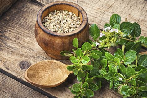 Fresh and dried oregano herb - stock photo 1772578 | Crushpixel