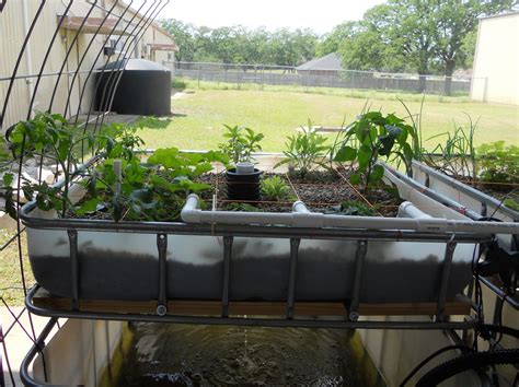 Aquaponics DIY ⋆ 🌲 ThePlywood.com