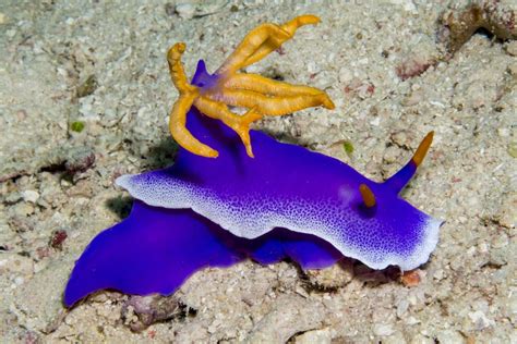 The Apolegma Nudibranch - Whats That Fish!