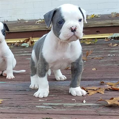 Catahoula Bulldog Puppies For Sale | PETSIDI