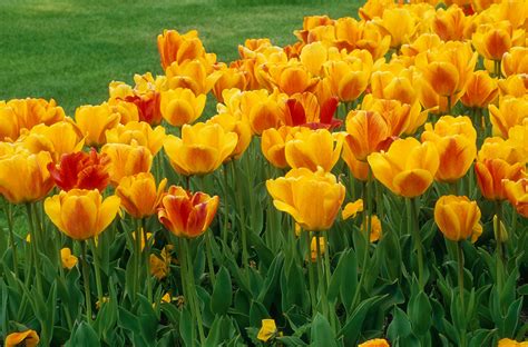 10 Tulip Varieties for the Spring Garden