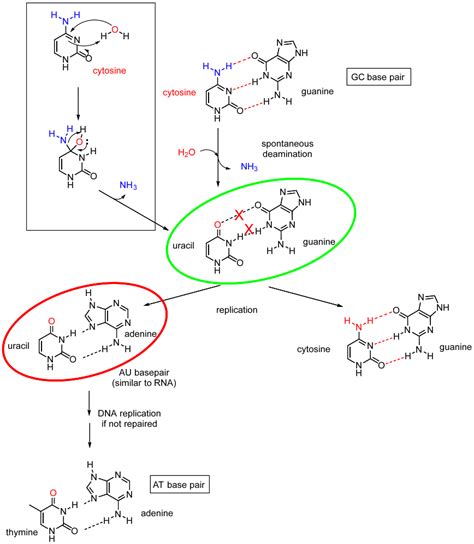 8.3: Nucleic Acids - Comparison of DNA and RNA - Biology LibreTexts